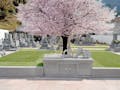 メモリアルパーク可部東 永代供養　樹木葬「桜」