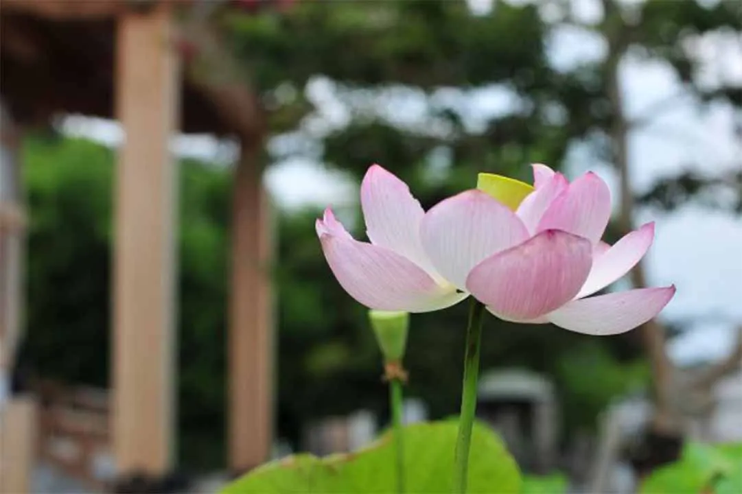 新座令和の杜