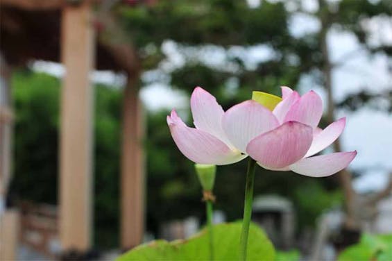 新座令和の杜