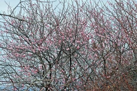 矢野太陽霊園の画像
