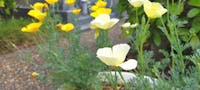 はにゅうの霊園 係員が四季折々の花を育てています。