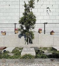 外苑こもれびの杜 樹木葬・永代供養墓の画像