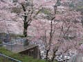 八瀬霊苑 咲き誇る枝垂桜