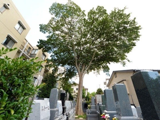 文京こひなた霊園