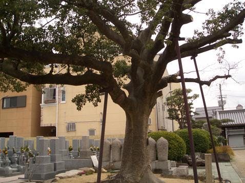 荘厳浄土寺霊園