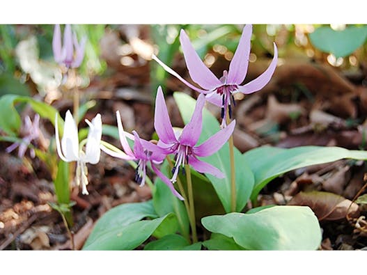 大圓寺自由墓苑