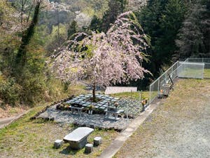 山名霊園 樹木葬墓地「チェリーブロッサム」の画像
