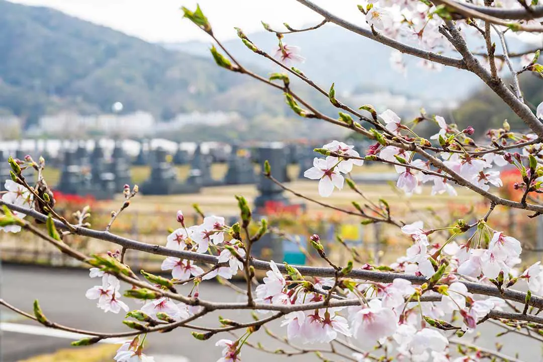 安芸城北霊園 桜の季節