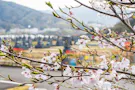 安芸城北霊園 桜の季節