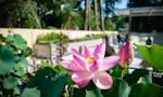 玉澤霊廟 ７月頃には彩り豊かな蓮の花が咲きます.