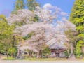 玉澤霊廟 樹齢400年の『タマザワオオヤマザクラ』 毎年3月の終わりころに満開になります