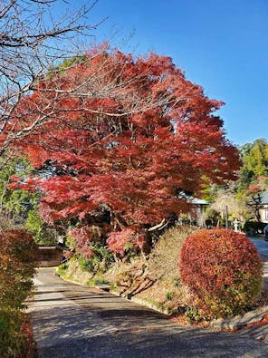 樹木葬・自然葬の高照寺