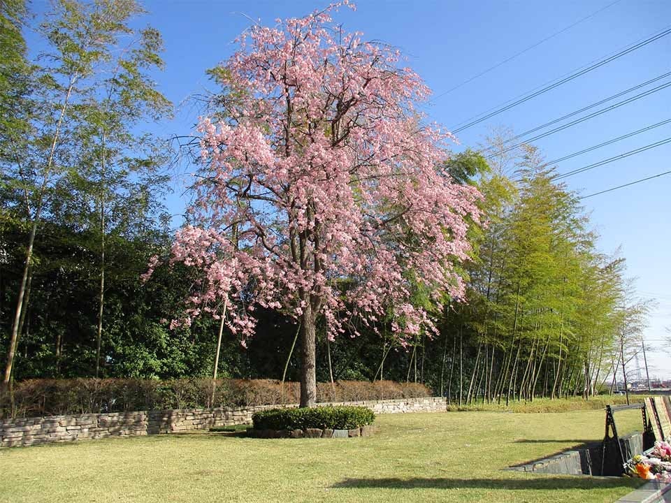 妙林寺 所沢霊園