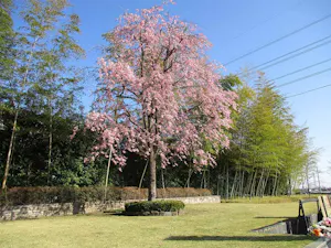 妙林寺 所沢霊園(入間郡三芳町)の樹木葬