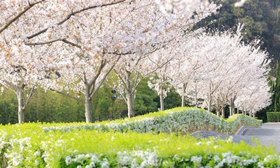 ふれあいの杜 天空