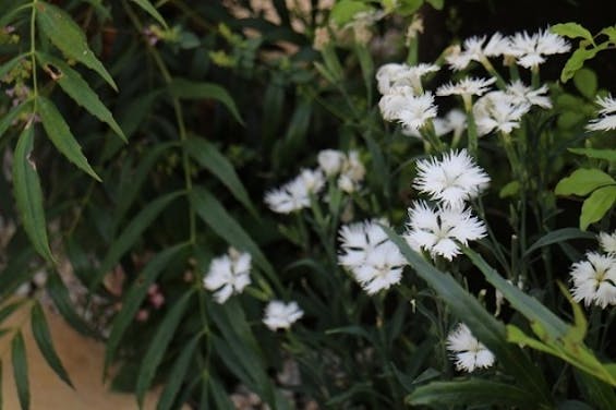 道往寺 高輪庭苑