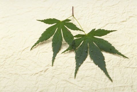 本郷赤門前霊園