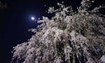 宝蔵院墓苑 永代供養墓・樹木葬 満開の夜桜