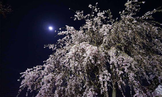 宝蔵院墓苑 永代供養墓・樹木葬