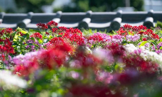 證大寺 藤と桜の樹木葬