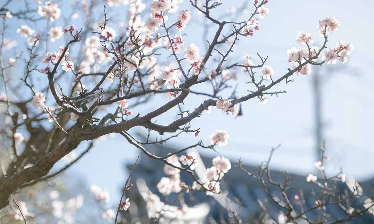 證大寺 藤と桜の樹木葬