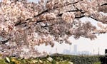 長福寺 永代供養墓「比翼塚」 境内の桜