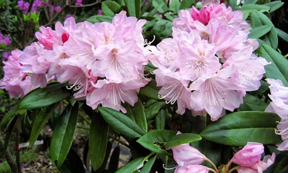 浄徳寺 シャクナゲ御廟