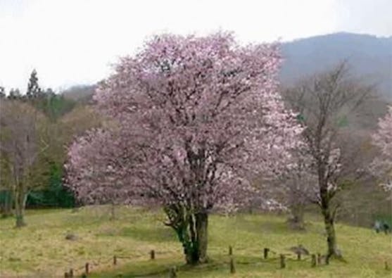 樹木葬の天徳寺 樹木葬 個別区画