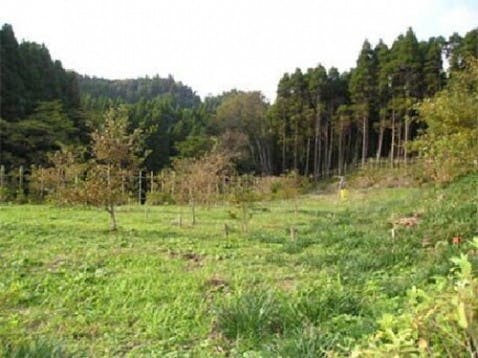 樹木葬の天徳寺 桜葬 共同区画