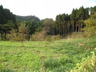 樹木葬の天徳寺 桜葬 共同区画