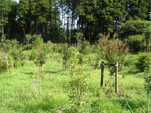 樹木葬の天徳寺 桜葬 共同区画
