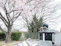 青垣霊園「さくら廟」 永代供養墓「愛想」と桜