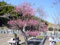 京阪奈墓地公園 樹木葬「桜」 樹木葬区画