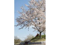 みちのく一関樹木葬サライの桜