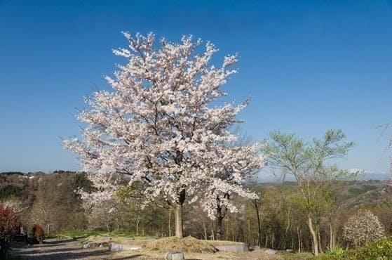 みちのく一関樹木葬サライの桜