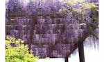 船橋 昭和浄苑 樹木葬 白藤と紫藤が交互に咲き誇ります