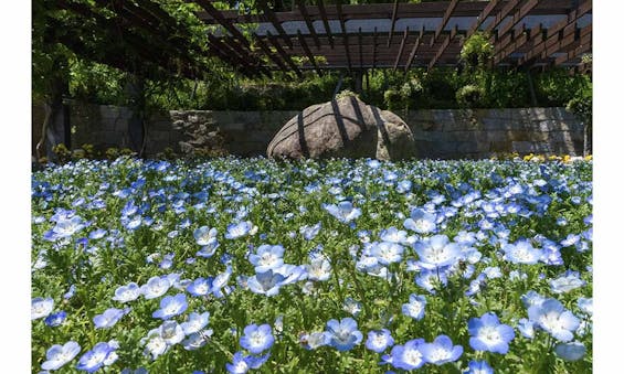 森林公園 昭和浄苑 樹木葬