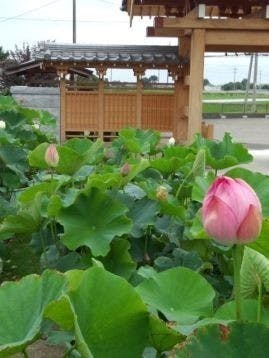 悠久の浄光墓苑の画像