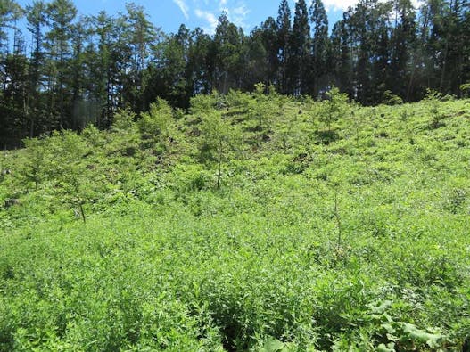 千年樹木葬・里山自然葬