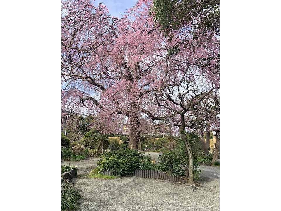 東学寺 一般墓・十三仏供養塔・花壇墓地