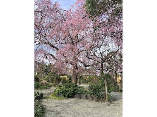 東学寺 一般墓・十三仏供養塔・花壇墓地