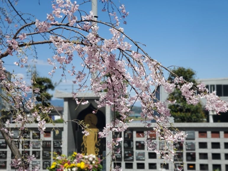 牧ヶ谷霊苑～桜の綺麗な樹木葬～