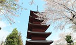 池上本門寺 【境内風景】五重塔と桜