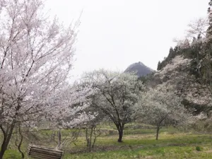 七ツ森樹木葬(黒川郡大和町)の樹木葬