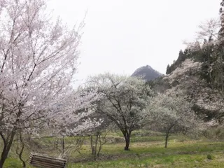 七ツ森樹木葬