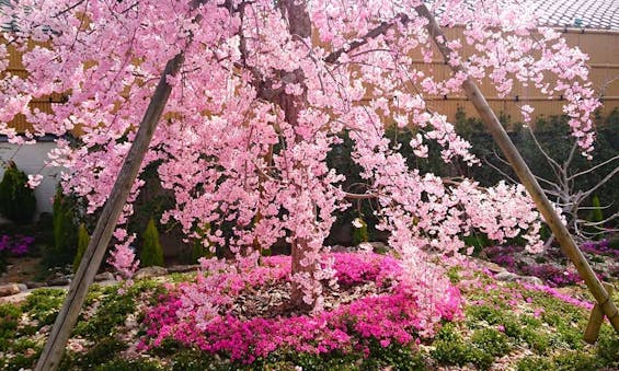 速成寺 納骨堂・樹木葬・一般墓