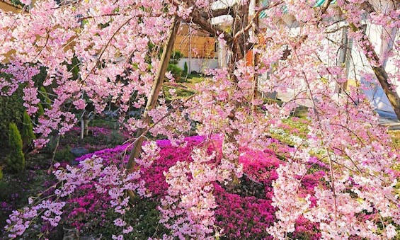 速成寺 納骨堂・樹木葬・一般墓