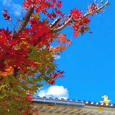 速成寺 納骨堂・樹木葬・一般墓