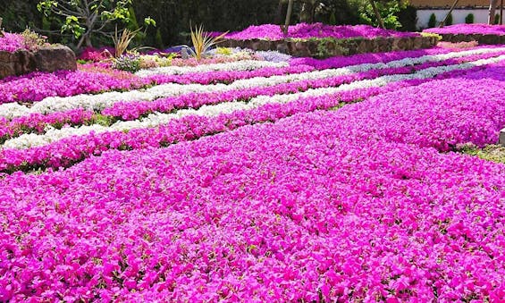 速成寺 納骨堂・樹木葬・一般墓