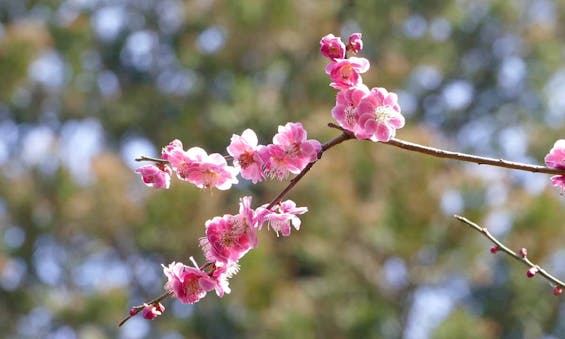 妙興寺霊園 樹林墓